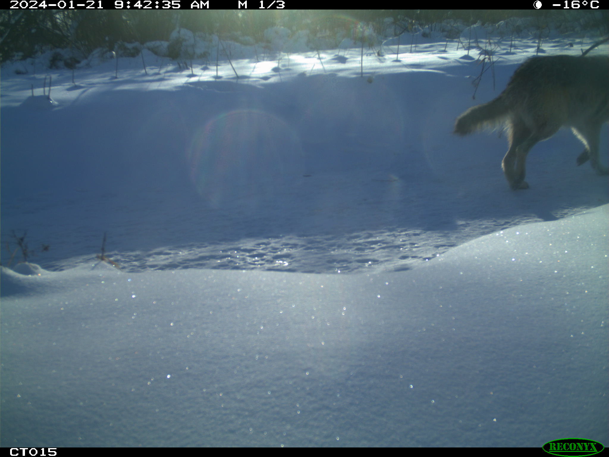 One wolf walking through snow